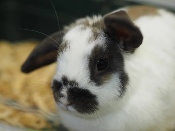 Lapin décoratif dans une cage Images De Stock Libres De Droits