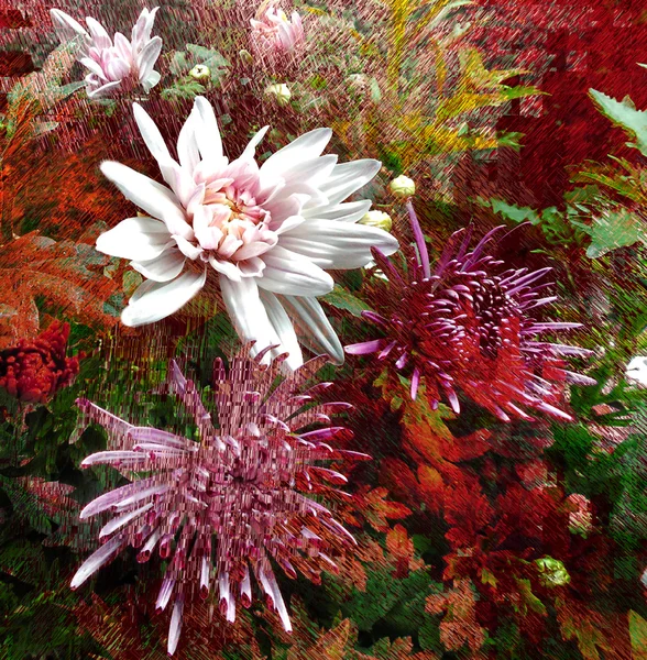 Blumenhintergrund mit stilisiertem Strauß bunter Chrysanthemen — Stockfoto