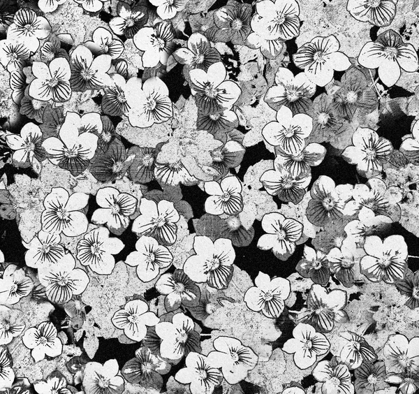 Blanco y negro boceto grunge rayas y fondo floral manchado — Foto de Stock