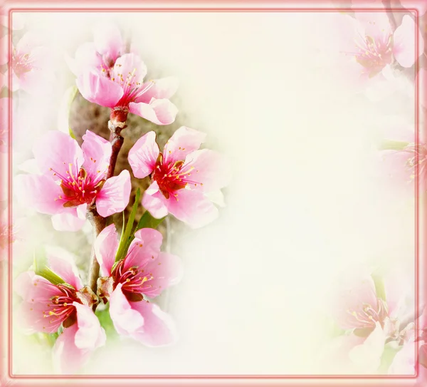 Hälsningen blommig kort med persika blommor och ram på suddig bakgrund — Stockfoto