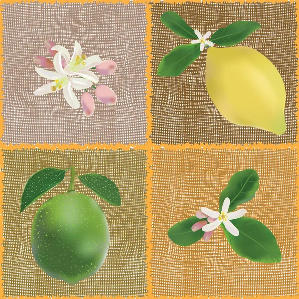 Kare ile sorunsuz çiçek desenli örgü öğeleri, limon, limon, flowerss — Stok Vektör