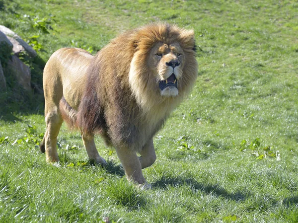 Lion gå på gräs — Stockfoto