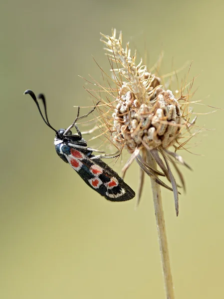 Zygaena mariposa sobre hierba —  Fotos de Stock