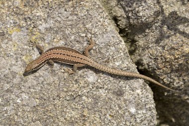 Kaya üzerindeki duvar kertenkelesi