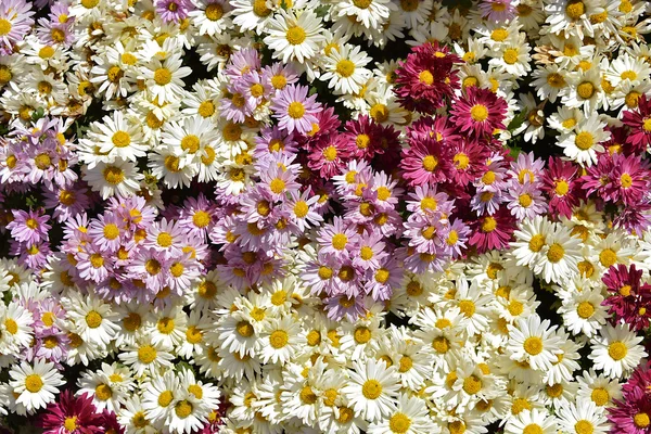 Clump of chrysanthemums — Stock Photo, Image