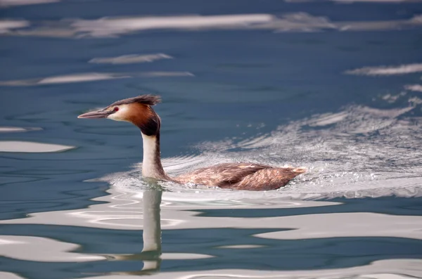 The Great Crested Grebe on water — Stock Photo, Image
