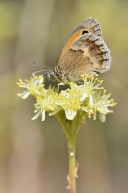 Çiçek küçük heath