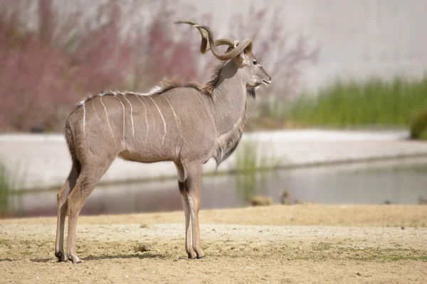 Manliga större kudu — Stockfoto