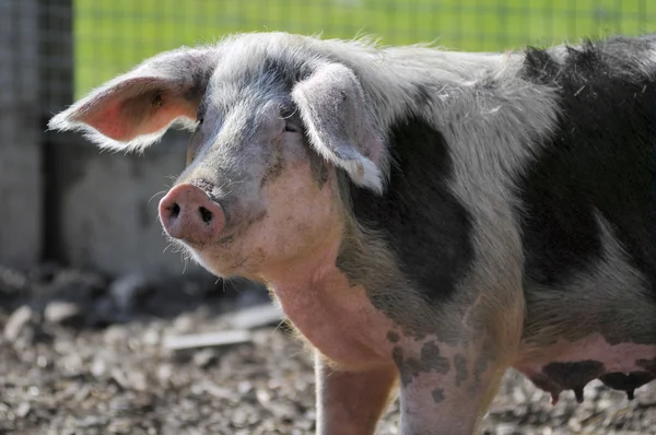 Closeup black and white sow — Stock Photo, Image