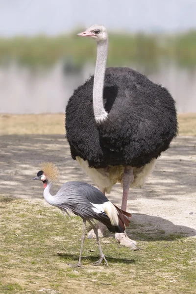 Ostrich and Black Crowned Crane — 图库照片