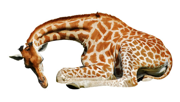 Isolated giraffe lying