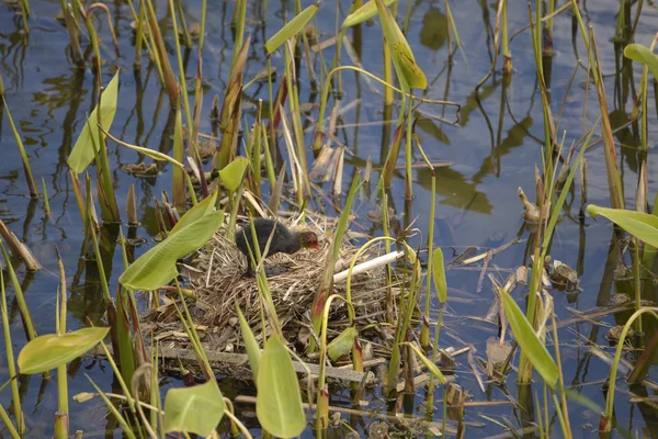 Giovane eurasiatica Coot in nido — Foto Stock