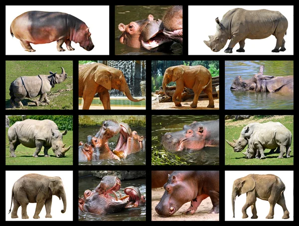 Mosaic photos big animals — Stock Photo, Image