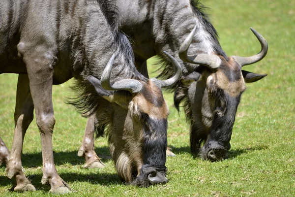 Closeup blue wildebeest grazing — Stock Photo, Image