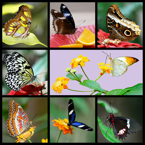 Photos mosaic of butterflies