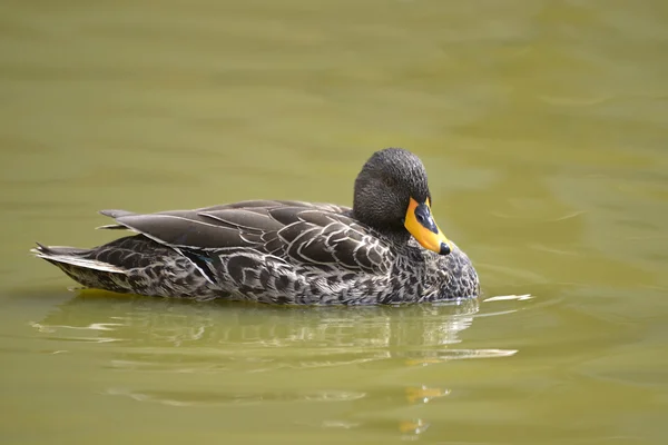 Yellow-billed eend op het water — Stockfoto