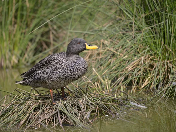 Pato de bico amarelo na grama — Fotografia de Stock