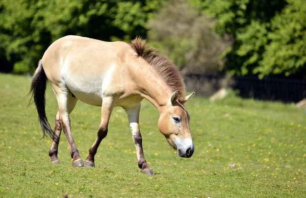 歩いて Przewalski の馬 — ストック写真