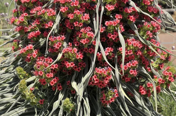Macro tower of jewels flower — Stock Photo, Image