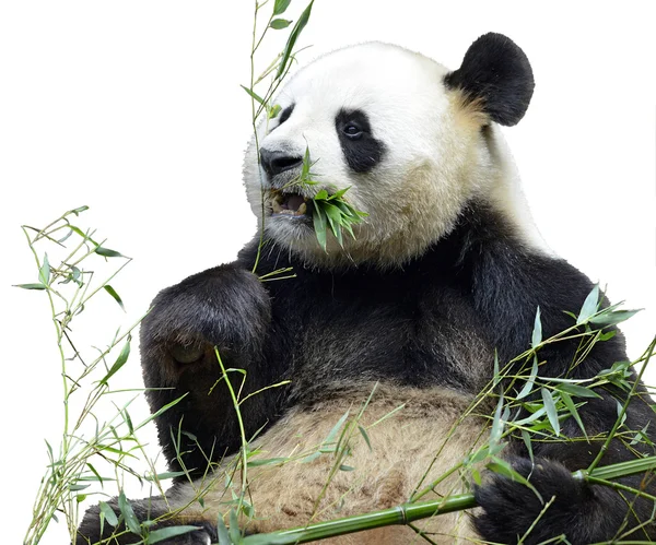 Isolated giant panda eating bamboo — Stock Photo, Image