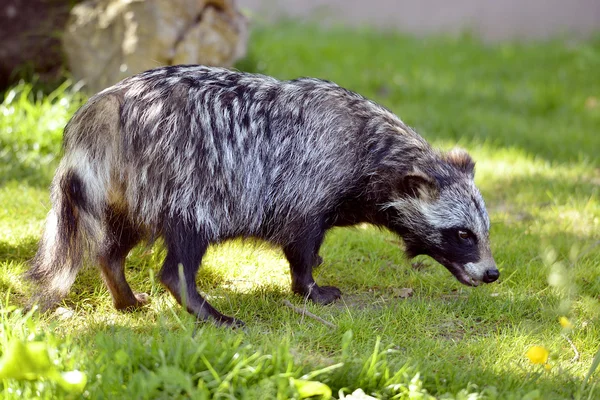 Raccoon dog on grass — Stock Photo, Image