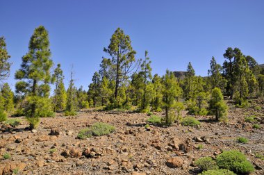 Tenerife, Kanarya çam ormanı