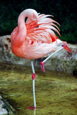Flamingo tek ayak üzerinde