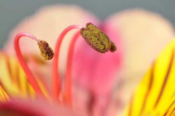 Staubgefäße peruanische Lilienblüte — Stockfoto