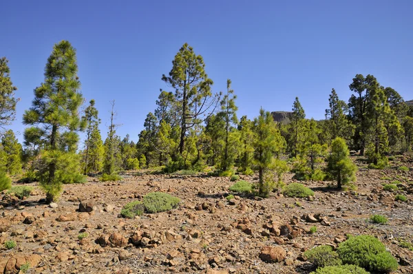 Canarian pine forest at Tenerife — Stock Photo, Image