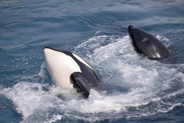 Dos ballenas asesinas — Foto de Stock