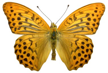 Erkek Gümüş yıkanmış Fritillary izole