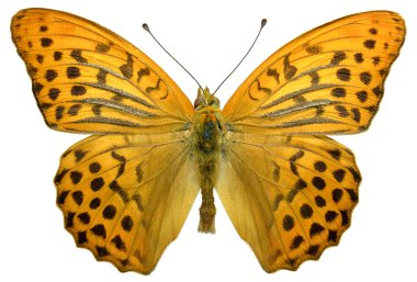 Isolated male Silver-washed Fritillary clipart