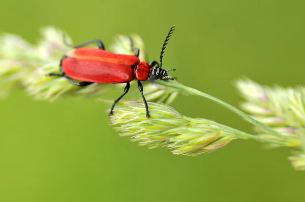 Cardinal beetle on grass — Stock Photo, Image