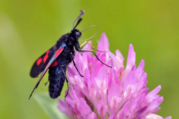 Burnet pięć miejscu motyl na koniczyna kwiat — Zdjęcie stockowe