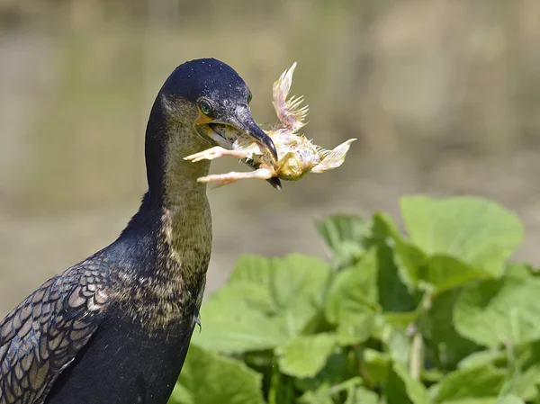 Weißbrustkormoran frisst Küken — Stockfoto