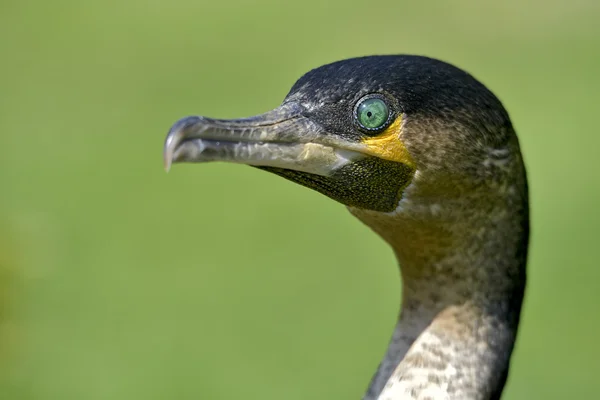Portrait of White-breasted Cormorant — Stock Photo, Image
