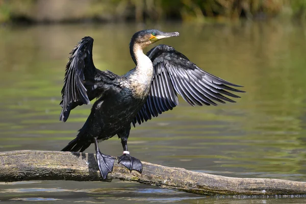 White-breasted Cormorant with opened wings — Stock Photo, Image