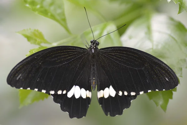 Mariposa mormona común —  Fotos de Stock