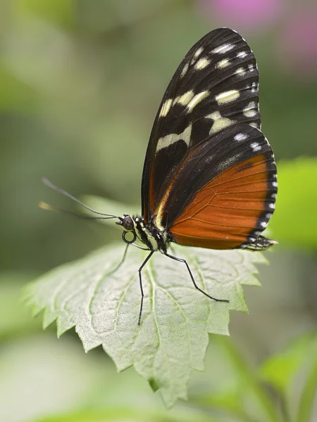 Tiger Langflügelschmetterling auf Blume — Stockfoto