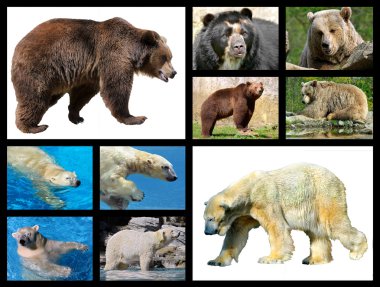 Mosaic photos bears clipart