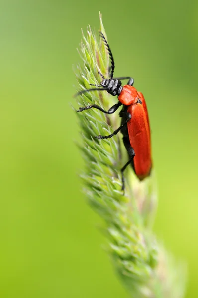 Macro cardenal escarabajo en la hierba — Foto de Stock