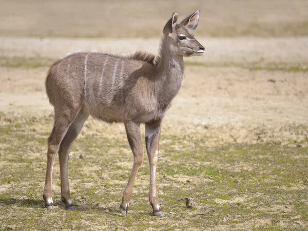 Kudu minore maggiore — Foto Stock