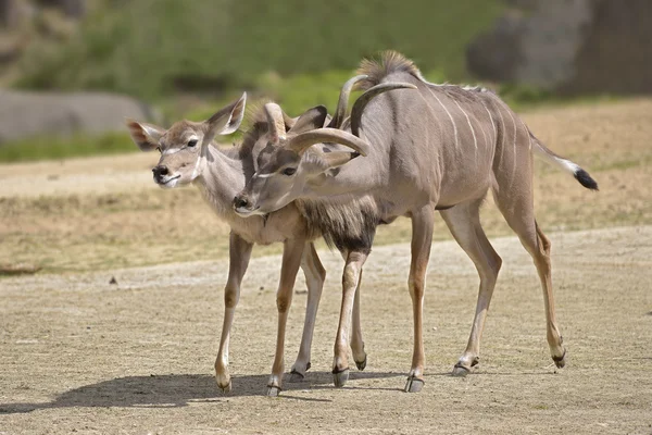 Par av större kudus — Stockfoto