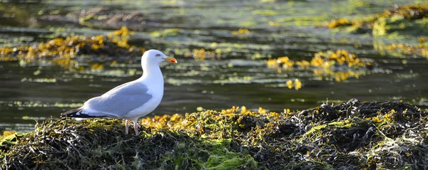Herring gull swimming on water — Stock Photo, Image