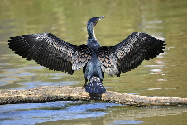 Weißbrustkormoran mit geöffneten Flügeln — Stockfoto