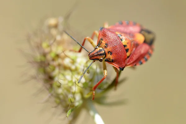 Bug στο φυτό — Φωτογραφία Αρχείου