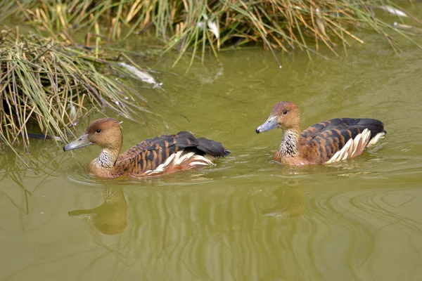 Patos assobiadores Fulvous nadando — Fotografia de Stock