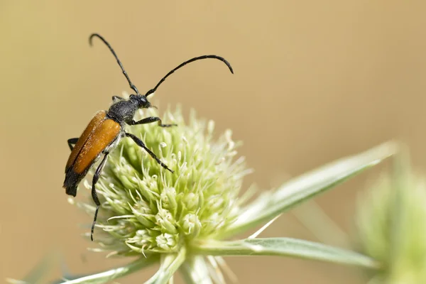 Escarabajo Leptura en el cardo — Foto de Stock