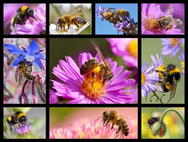 Bees and bumblebees mosaic clipart