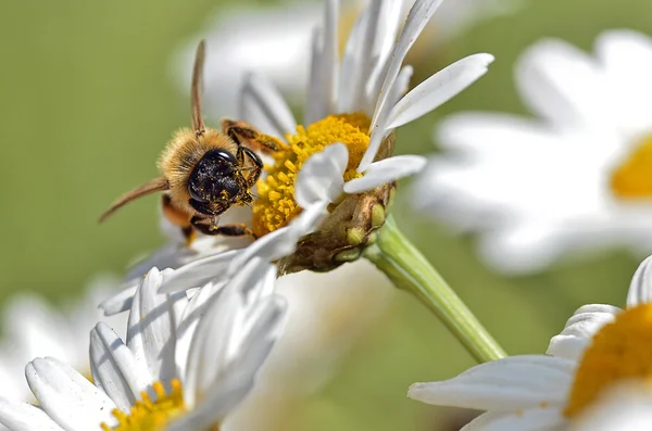 Honungsbiet utfodring på anthemis blomma — Stockfoto